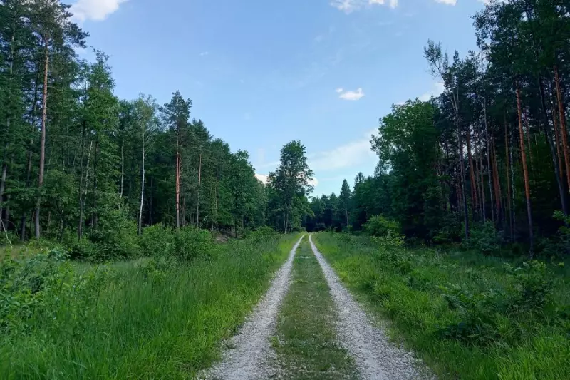 Zielony Śląsk. Katowice w krajowej czołówce pod względem zalesienia